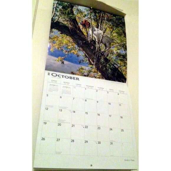 2025 Calendar, Goats in Trees, Monthly, 12" x 24" - Opened, Great Condition - Picture 11 of 15